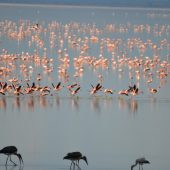  Lake Manyara, TZ